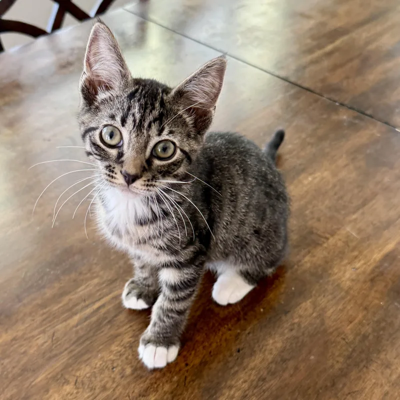 A baby medium-sized male Tabby (Buff / Tan / Fawn) Domestic Short Hair cat named Ranch Dressing for adoption in Richmond, VA