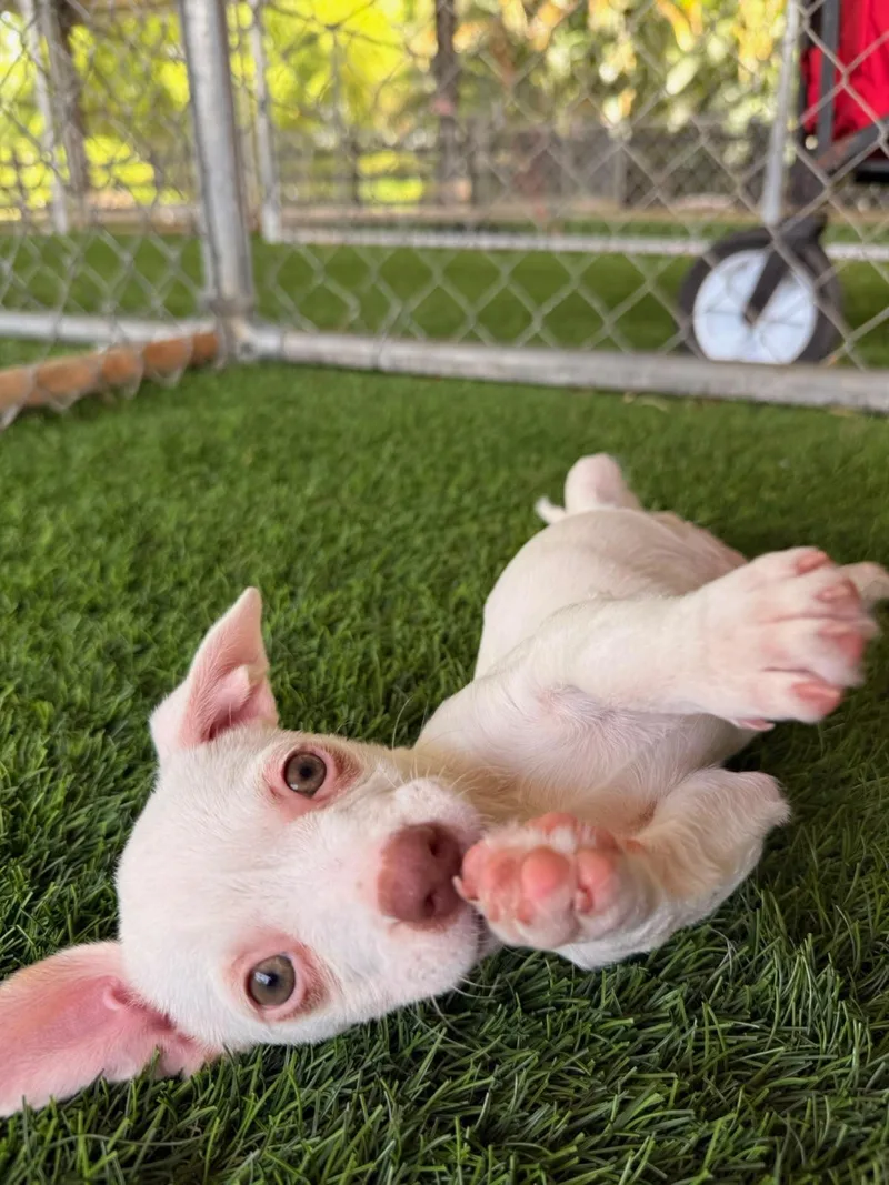 A baby small-sized female Mixed Breed dog named Emmie for adoption in Brooklyn, NY