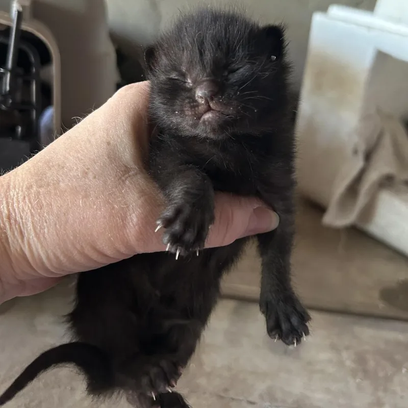 A baby small-sized male Black Domestic Short Hair cat named Chuck for adoption in Wickenburg, AZ