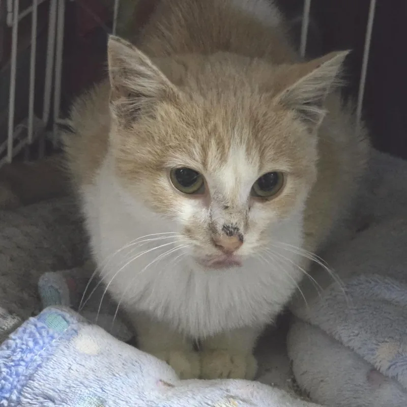 A young small-sized male Buff / Tan / Fawn Domestic Short Hair cat named Jonesy for adoption in Sioux Falls, SD