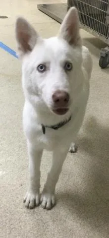 A young small-sized male Siberian Husky dog named Kobe for adoption in Riverside, CA