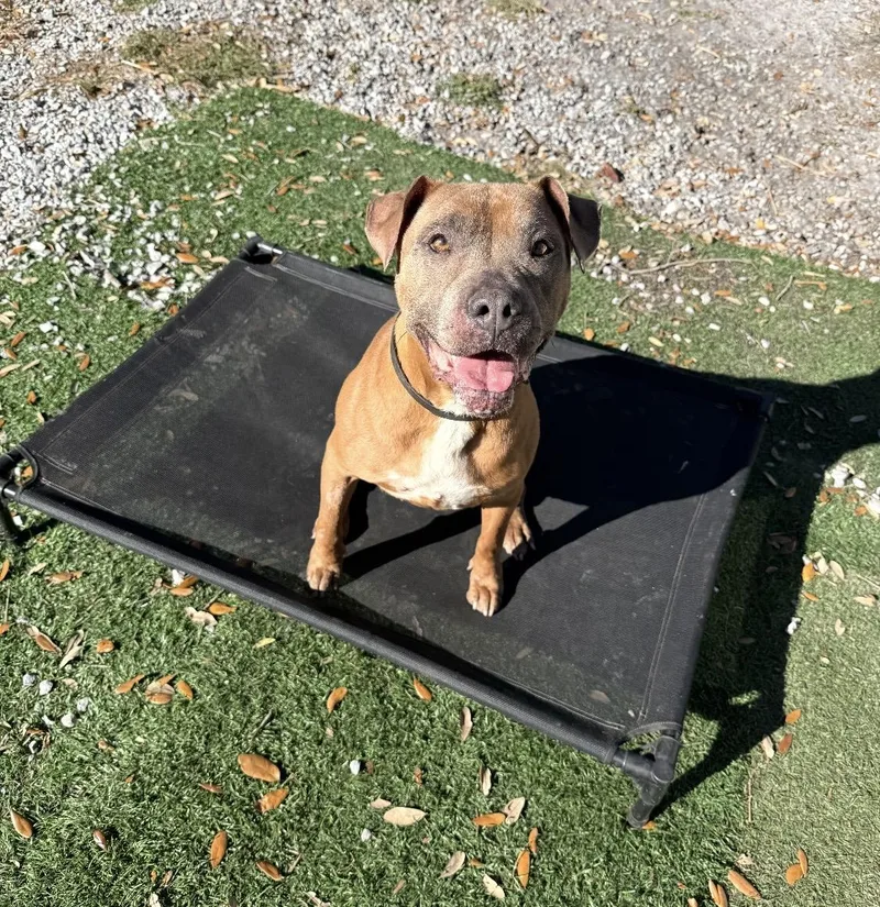 Caramela thumbnail 5