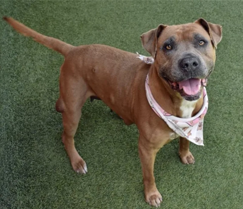 Caramela thumbnail 6