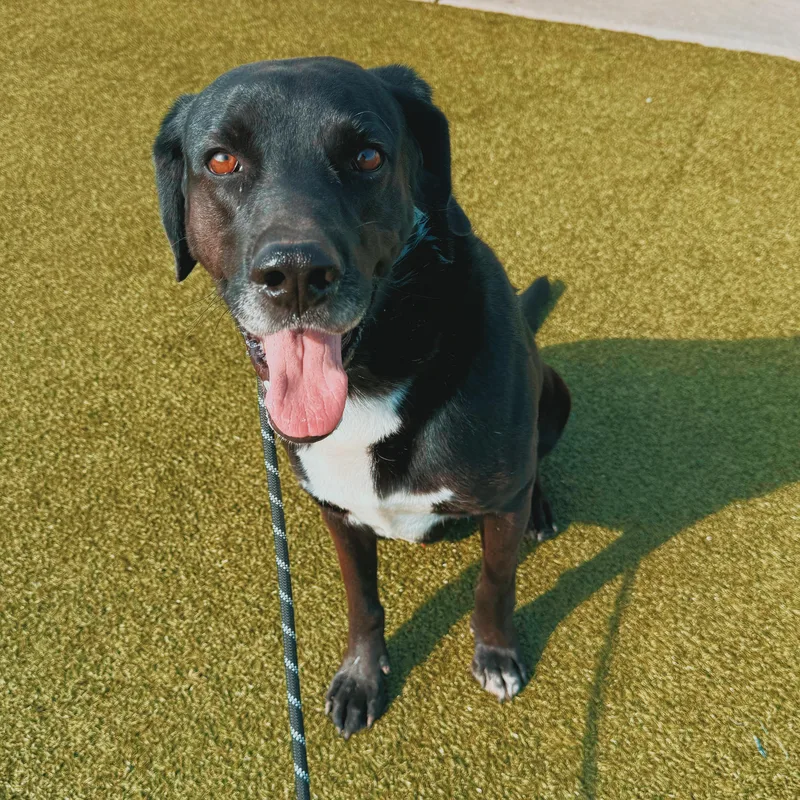 An adult large-sized male Black Labrador Retriever dog named Maui for adoption in Hays, KS