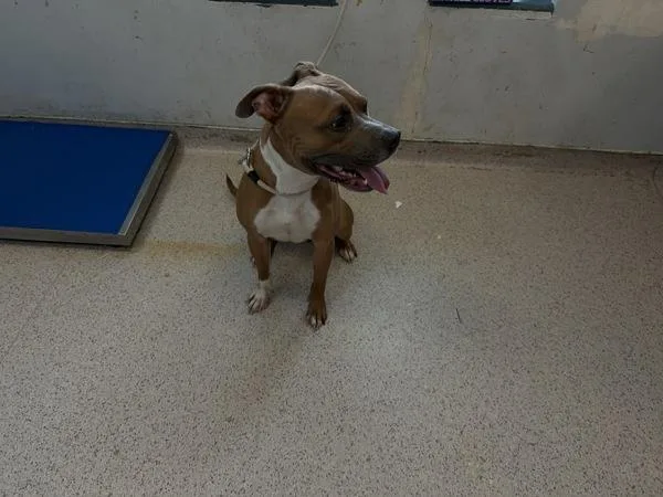A young medium-sized male Mixed Breed dog named Buttercup for adoption in New York, NY