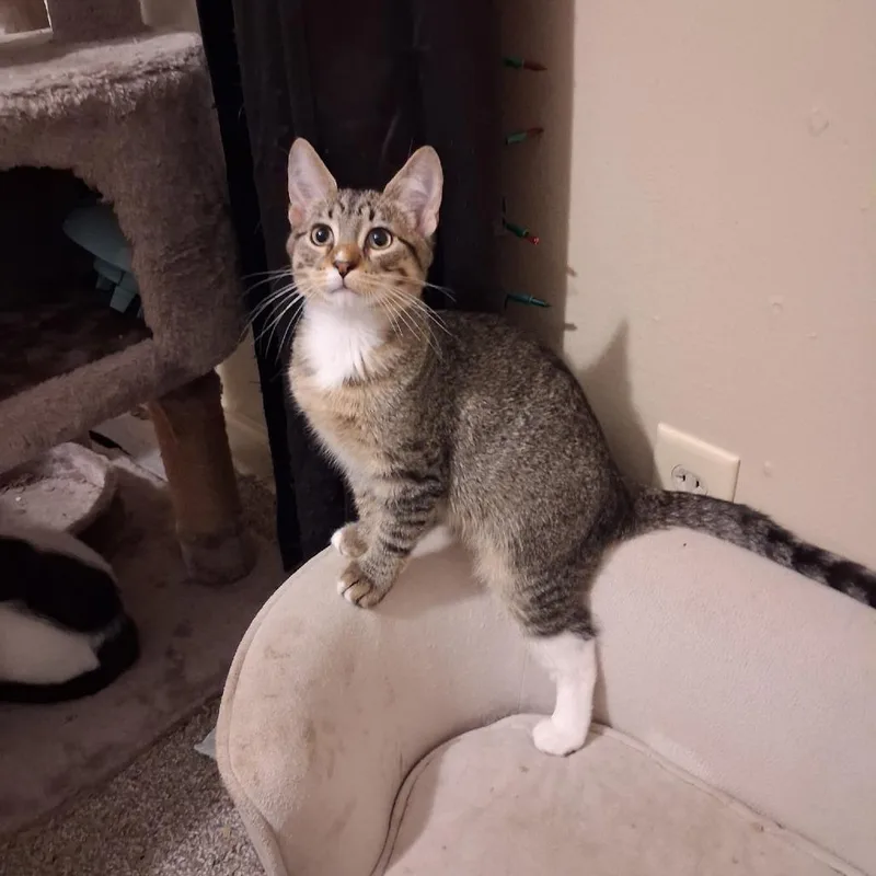 A young small-sized male Brown / Chocolate Domestic Short Hair cat named Roxas for adoption in Coralville, IA
