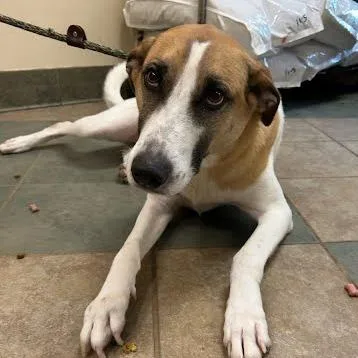 An adult medium-sized male White / Cream Mixed Breed dog named Yo for adoption in Chattanooga, TN