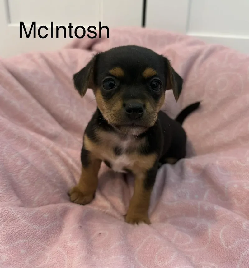 Mcintosh