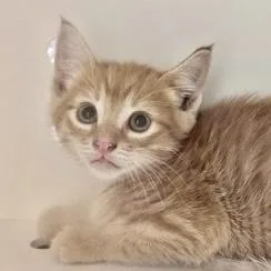 A baby small-sized male Domestic Short Hair cat named Earl for adoption in Burlington, WA