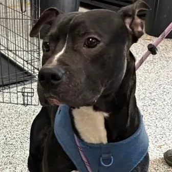 An adult medium-sized male Black Pit Bull Terrier dog named Zigzag for adoption in Allegan, MI