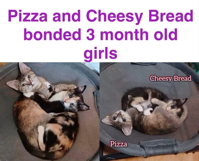 A baby small-sized female Domestic Short Hair cat named Pizza for adoption in Mustang, OK