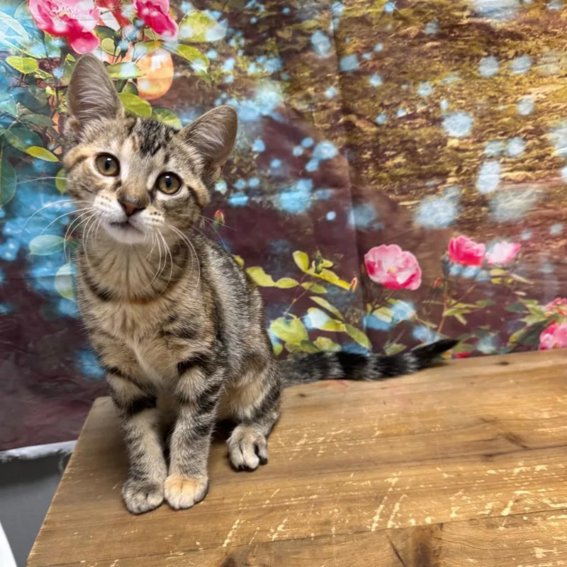 A baby small-sized female Brown / Chocolate Domestic Short Hair cat named Barbara for adoption in Normal, IL