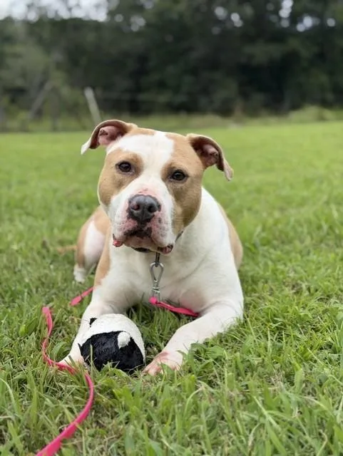 An adult large-sized female White / Cream American Staffordshire Terrier dog named Bindi for adoption in CUMMING, GA