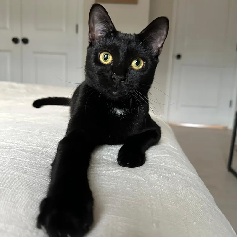 A young small-sized male Black Domestic Short Hair cat named Koa for adoption in Savannah, GA