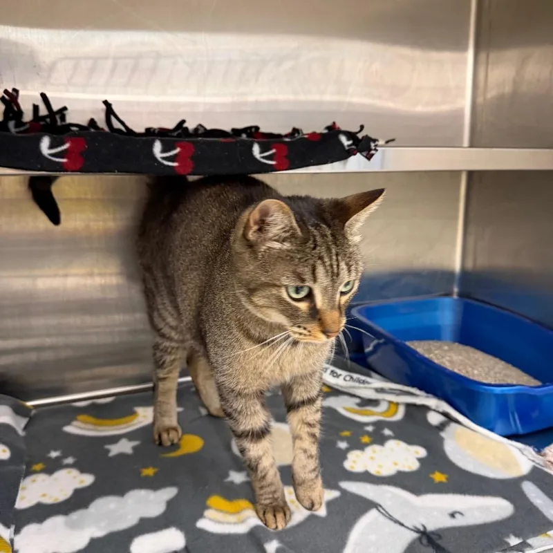 An adult large-sized female Brown / Chocolate Domestic Short Hair cat named Cannoli for adoption in Hamburg, NY