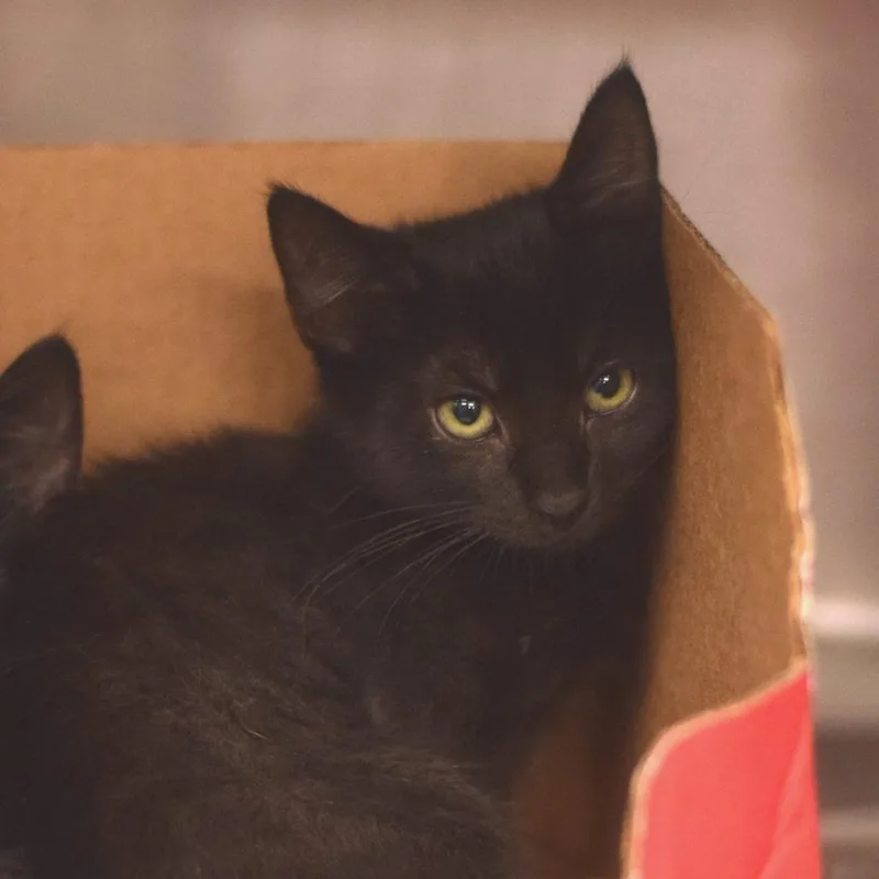 A baby small-sized female Black Domestic Short Hair cat named Madison for adoption in Belleville, IL