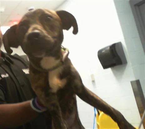 A young medium-sized female Mixed Breed dog named Mia for adoption in Charlotte, NC