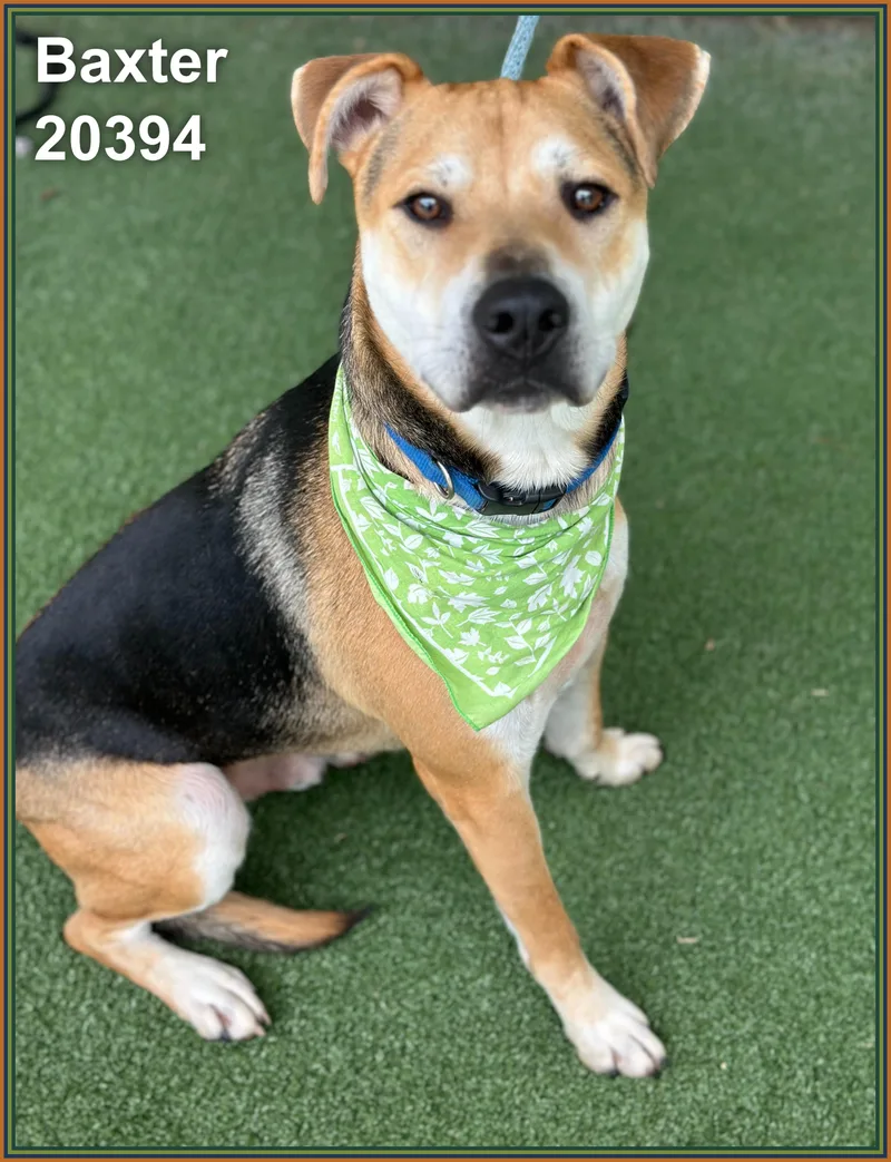 An adult large-sized male Tricolor (Brown, Black, & White) Shepherd dog named Baxter for adoption in Marietta, GA