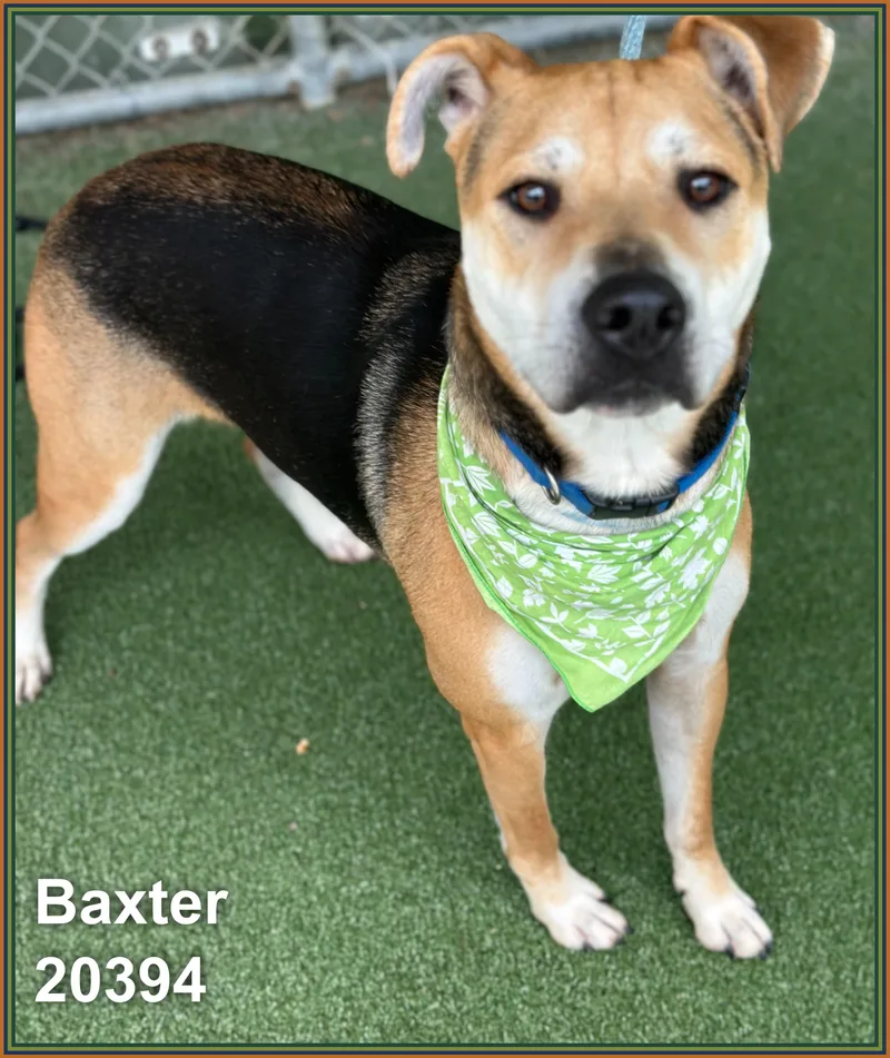 Baxter thumbnail 3