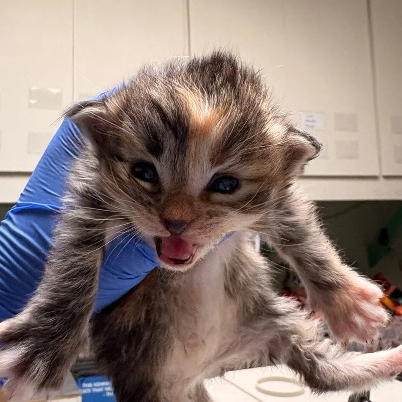 A baby medium-sized female Brown / Chocolate Domestic Short Hair cat named Dory for adoption in Dallas, TX