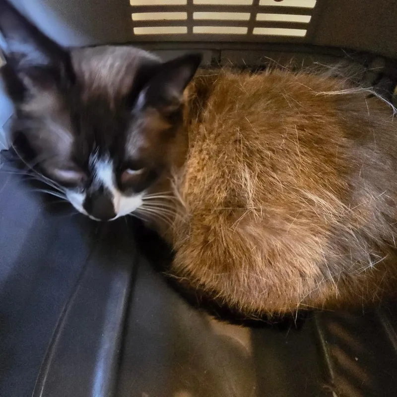 An adult medium-sized male Domestic Medium Hair cat named Bong for adoption in Klamath Falls, OR