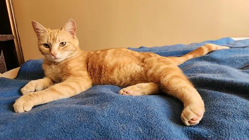 Sunshine Bonded To Sunny thumbnail 2