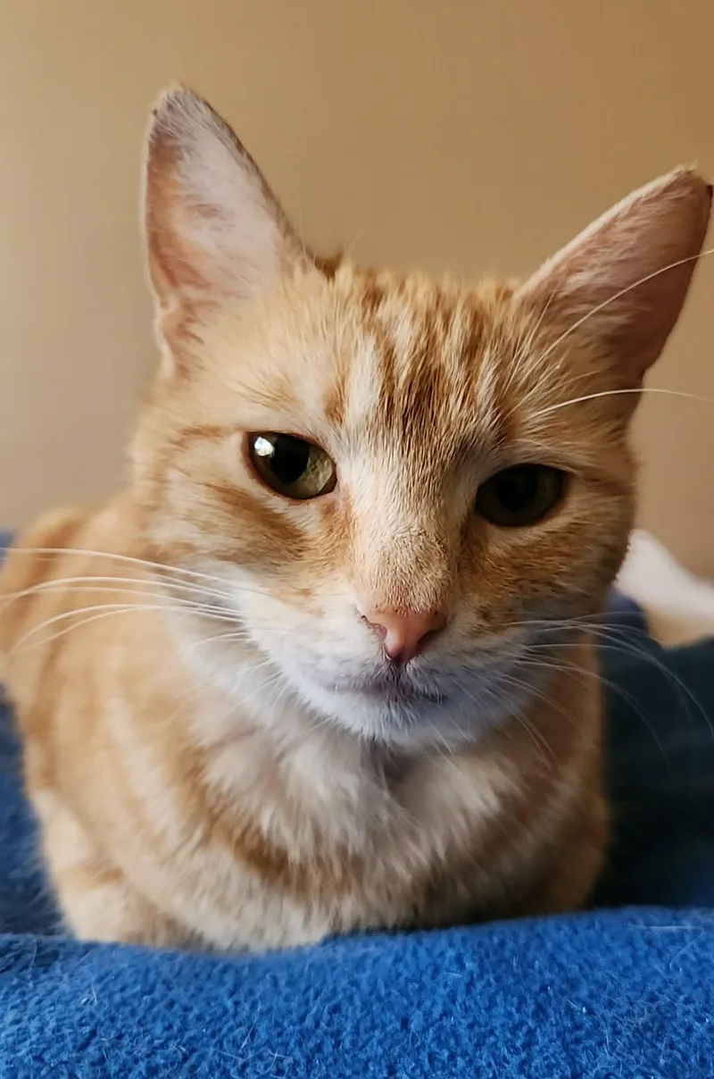 A baby medium-sized female Tabby (Orange / Red) American Shorthair cat named Sunshine Bonded To Sunny for adoption in San Jose, CA