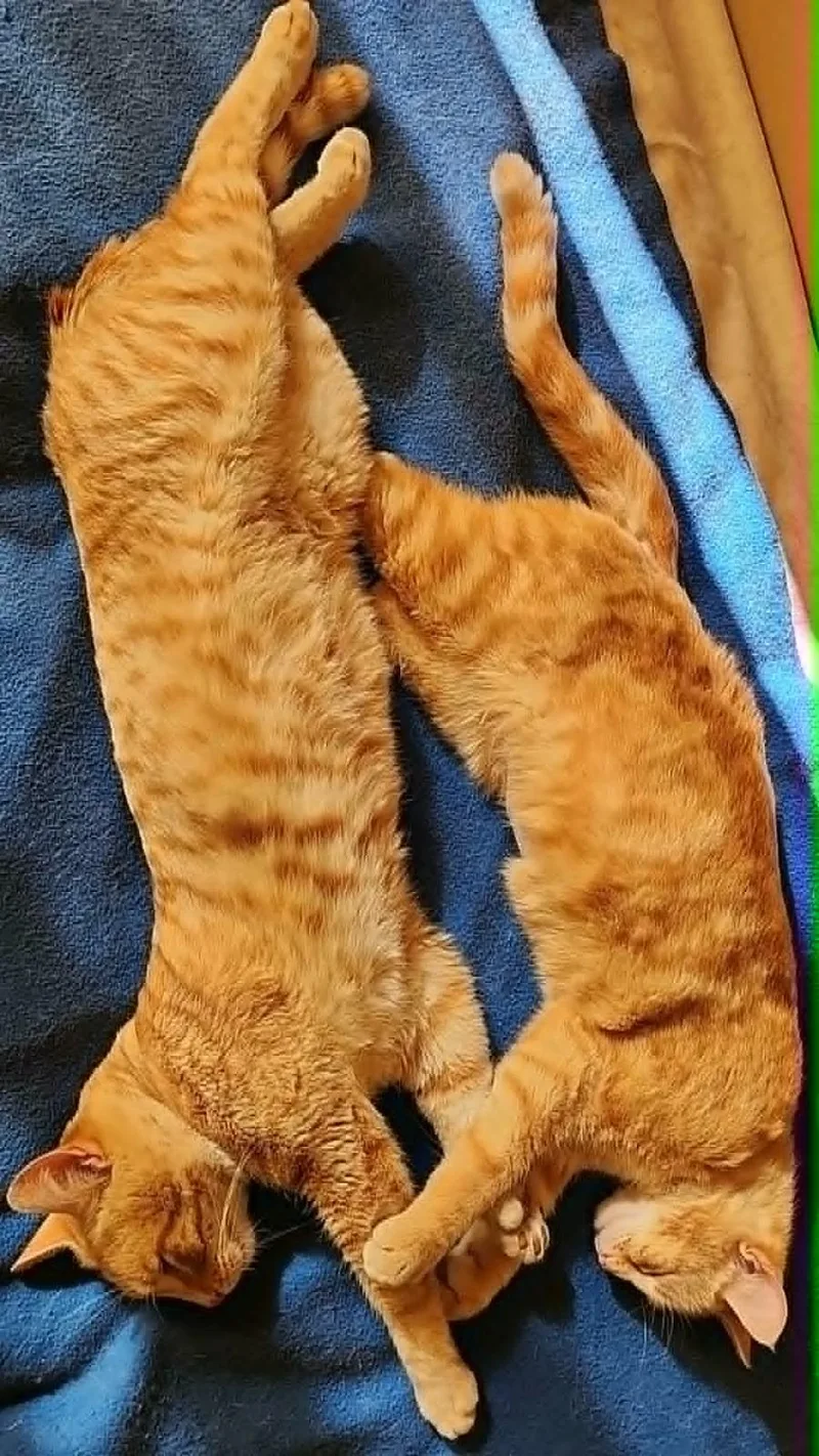 Sunshine Bonded To Sunny thumbnail 5