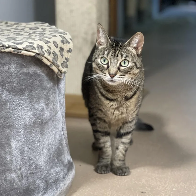 A senior large-sized female Brown / Chocolate Domestic Short Hair cat named Lucy for adoption in Walden, NY