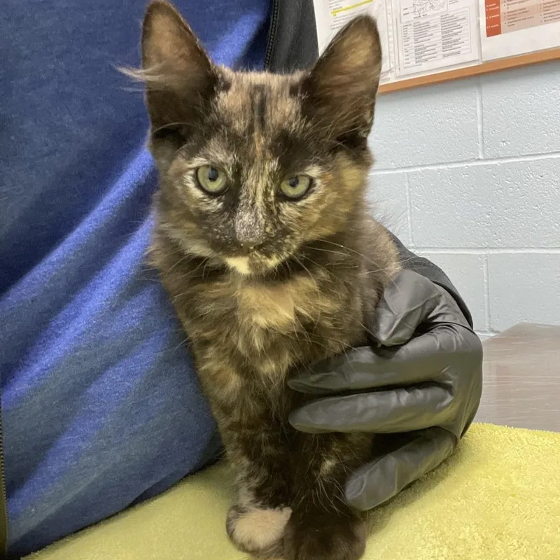 A baby small-sized female Tortoiseshell Domestic Medium Hair cat named Suzie for adoption in Riverside, CA