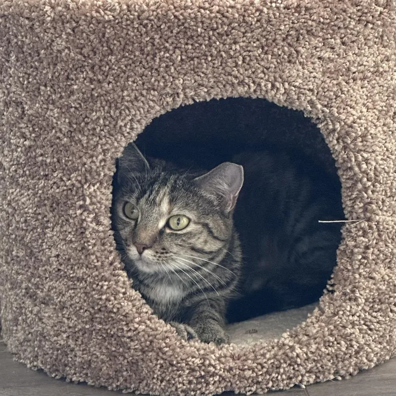 A young small-sized female Brown / Chocolate Domestic Short Hair cat named Eliza for adoption in Fairfax Station, VA