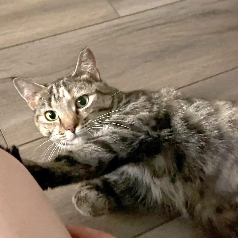 Eliza thumbnail 4