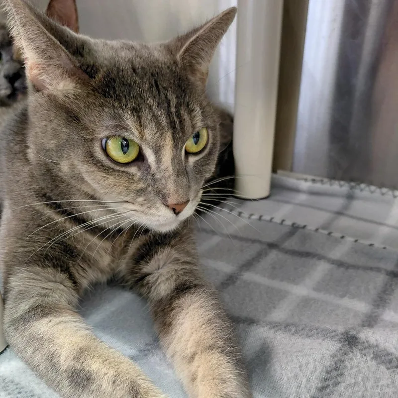 An adult medium-sized female Gray / Blue / Silver Domestic Short Hair cat named Megan for adoption in Philadelphia, PA
