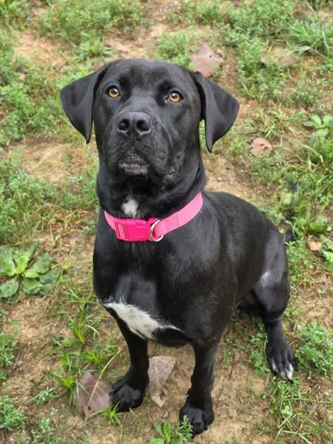 A young large-sized female Labrador Retriever dog named Athena for adoption in Saint Peters, MO