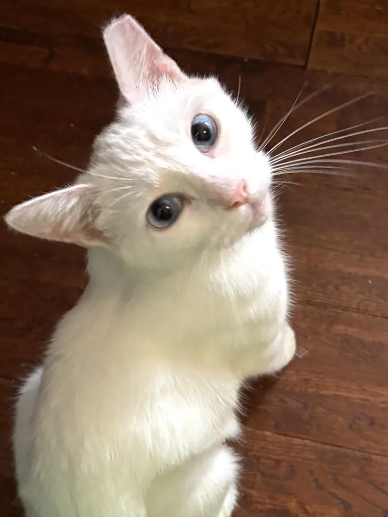 A young medium-sized female White Domestic Short Hair cat named Frosty for adoption in Belvidere, IL