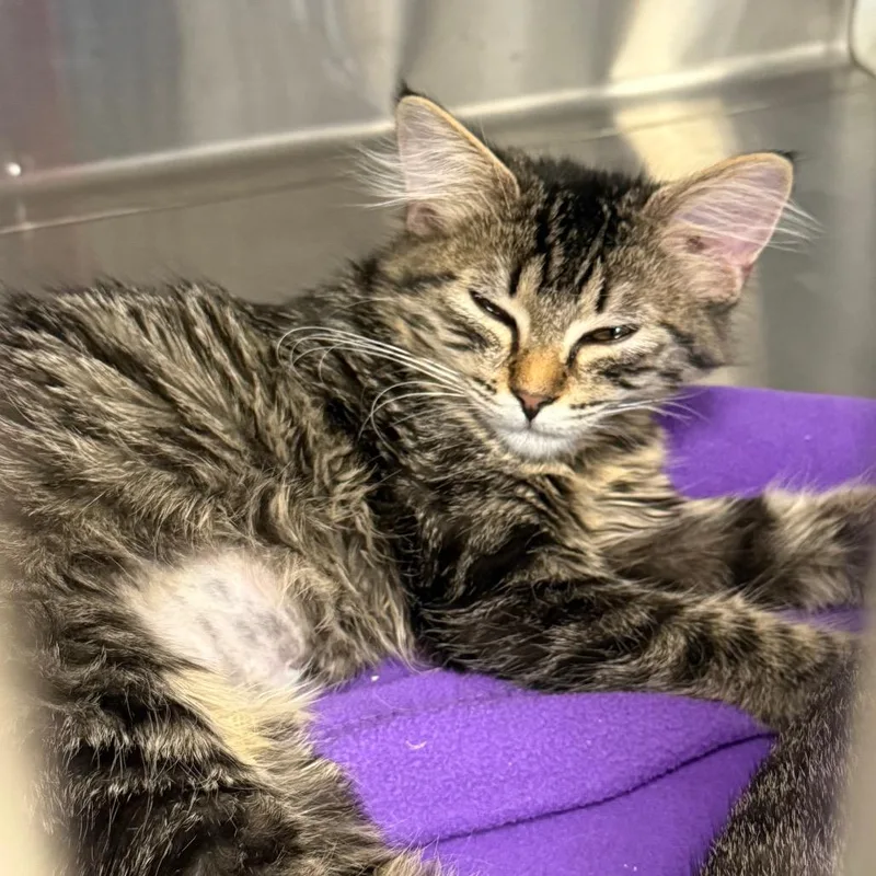 A baby small-sized female Domestic Medium Hair cat named Squirrel for adoption in Spokane, WA