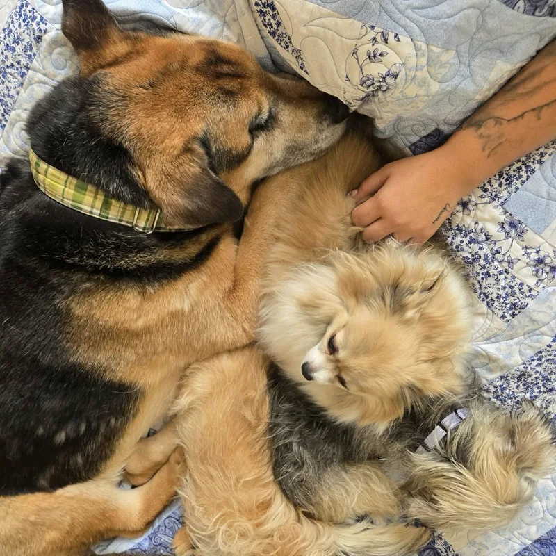 Miska