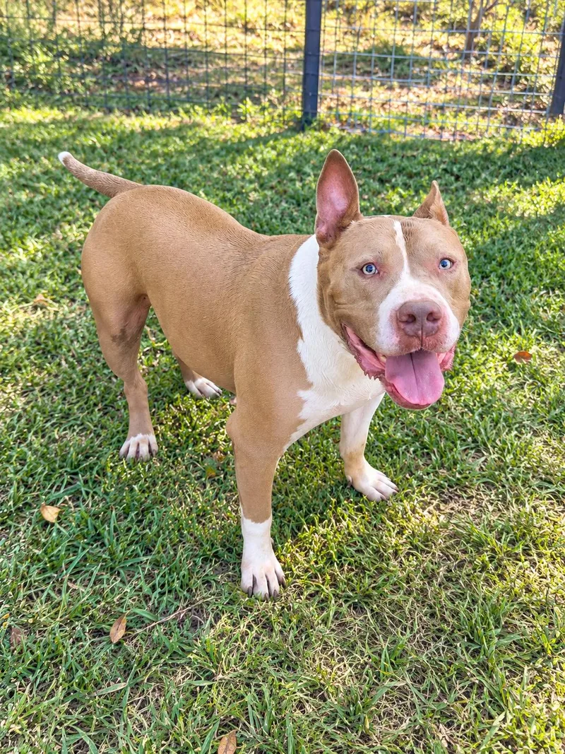 An adult large-sized male American Staffordshire Terrier dog named Ash for adoption in Bandera, TX