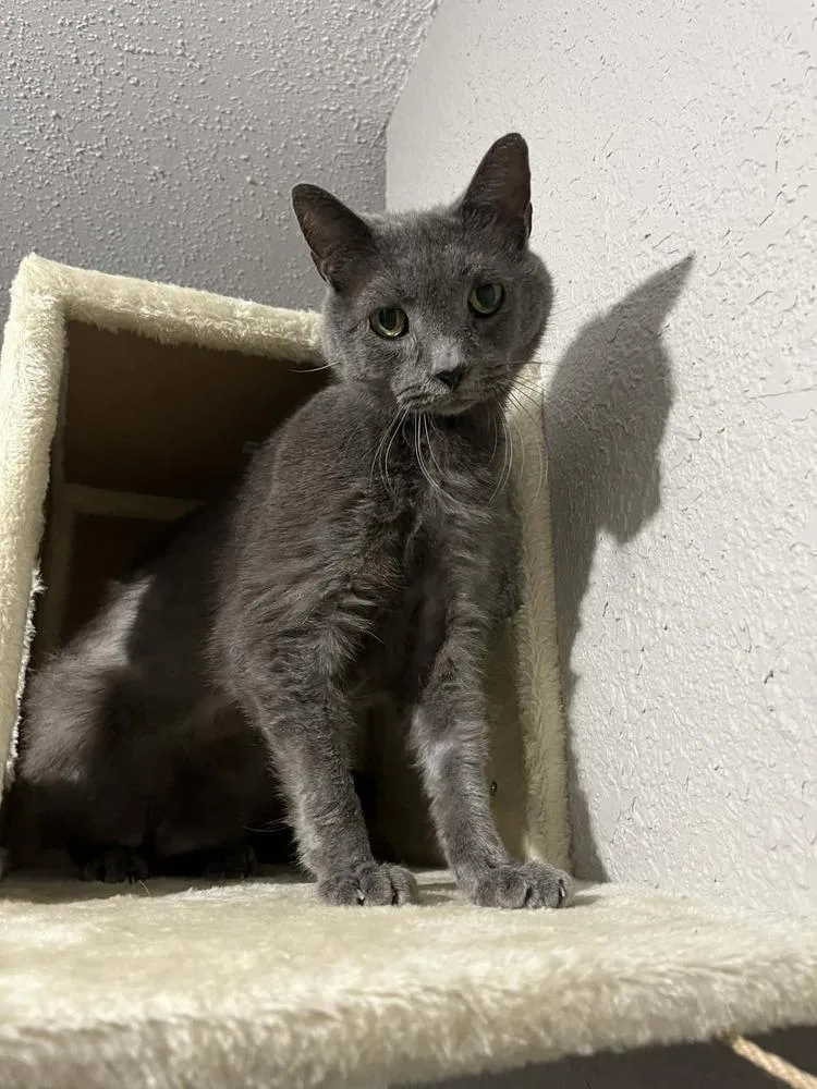 A senior medium-sized female Gray / Blue / Silver Domestic Short Hair cat named Smudge Xii for adoption in Muskegon, MI