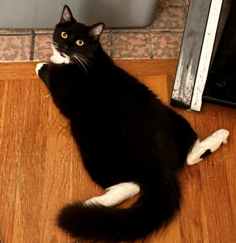 A young medium-sized male Black & White / Tuxedo Domestic Medium Hair cat named Dot for adoption in Lodi, CA