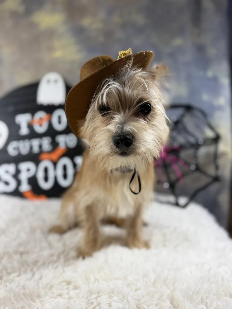 A young small-sized male Yorkshire Terrier dog named Qtip for adoption in Richmond, TX