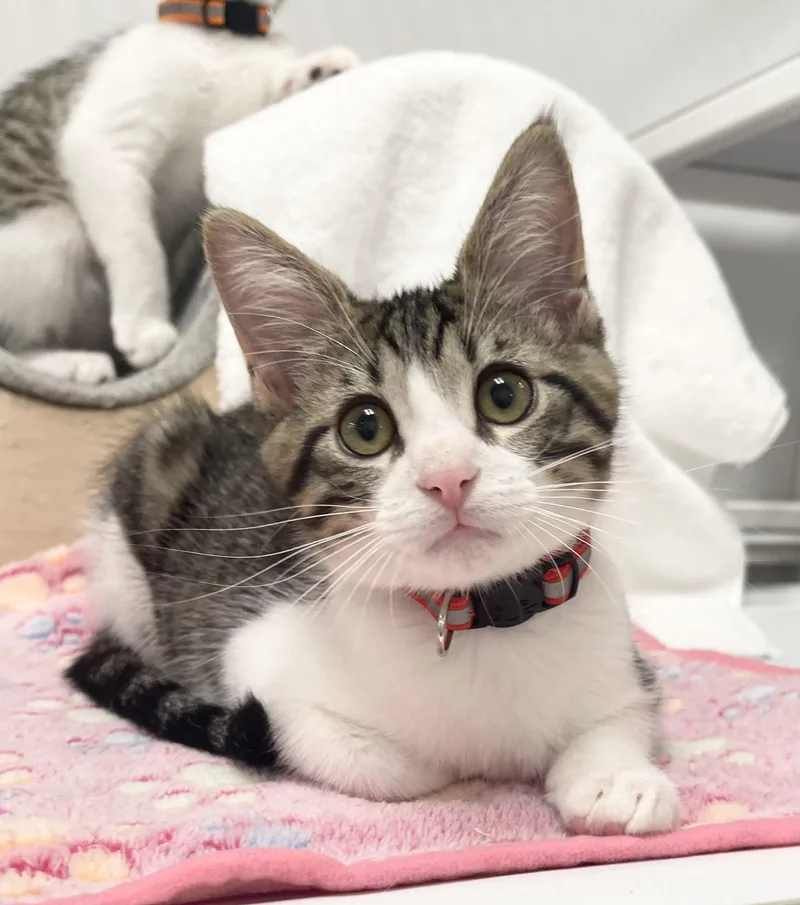 A baby small-sized male Tabby (Gray / Blue / Silver) Domestic Short Hair cat named Raphael Riley Fuzzel for adoption in Spring, TX