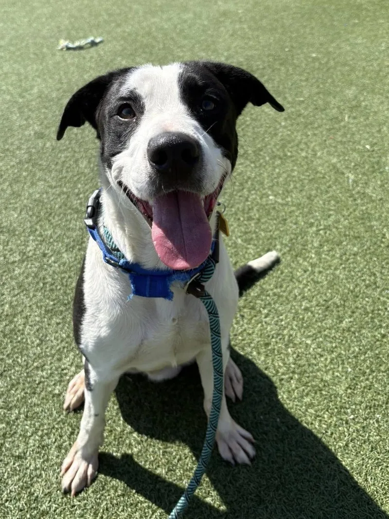 A young medium-sized male Black Smooth Collie dog named Bert for adoption in Cleveland, OH