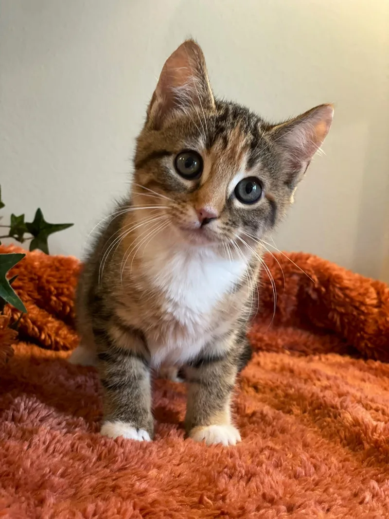 Hailey