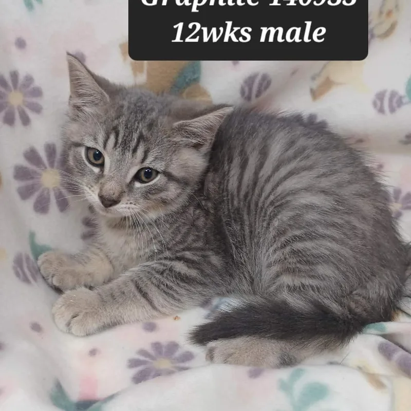 A baby small-sized male Domestic Short Hair cat named Graphite for adoption in New Tazewell, TN