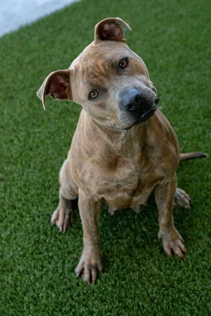 An adult large-sized female Pit Bull Terrier dog named Roxanne for adoption in Baytown, TX