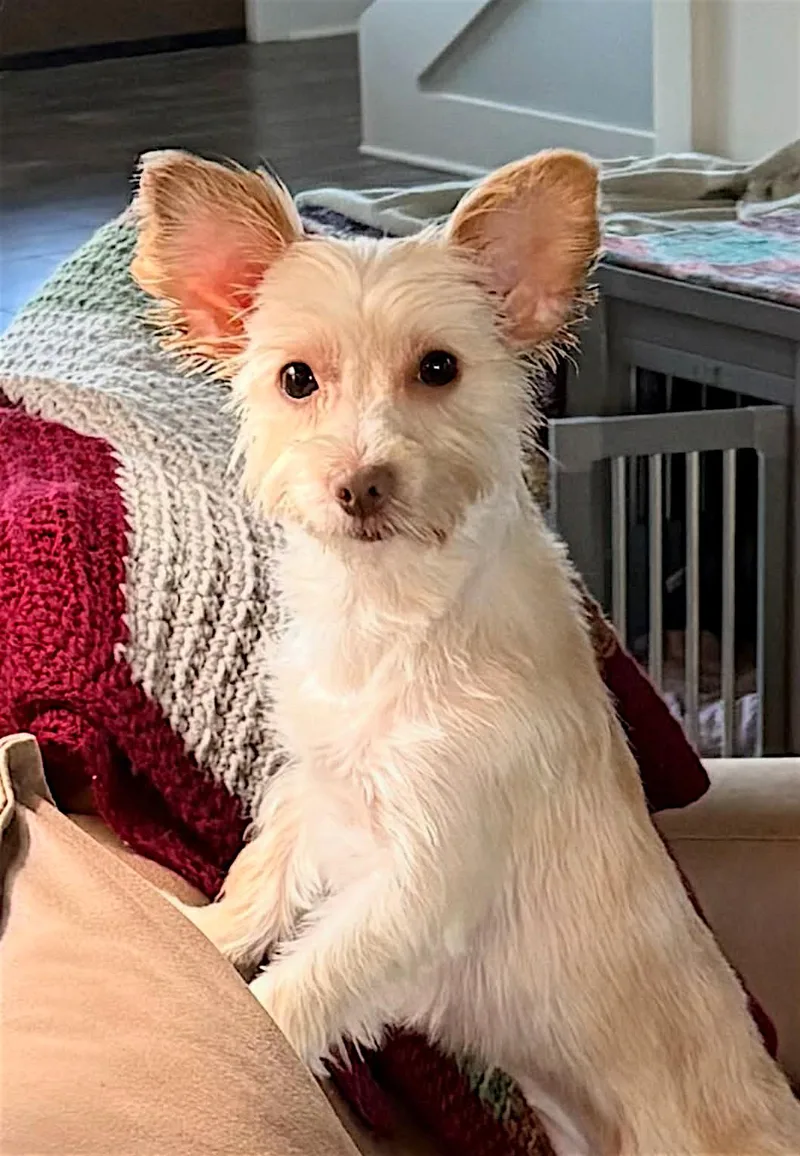 A young small-sized female White / Cream Yorkshire Terrier dog named Ossie for adoption in Memphis, TN
