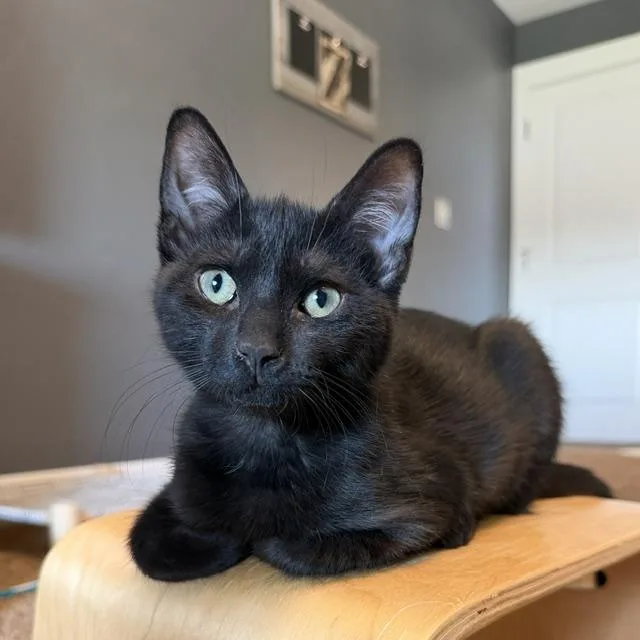 A baby medium-sized male Black Domestic Short Hair cat named Ziggy for adoption in Fresno, CA