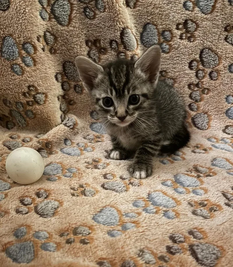 A baby medium-sized female Domestic Short Hair cat named Tiger for adoption in Spring, TX