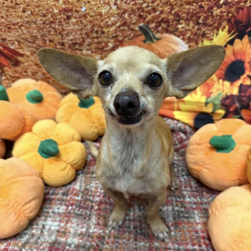 A senior small-sized female Chihuahua dog named Glinda for adoption in Medford, NY